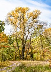 Fototapeta premium Colorful forest in Ukraine during a sunny autumn day. The trees are tinted with red, orange, yellow and green