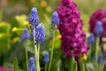 Lilac Flowers (Grape Hyacinth) Close up in front of Colorful Blossoms