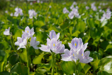 Luscious water hyacinth petal with green blur background