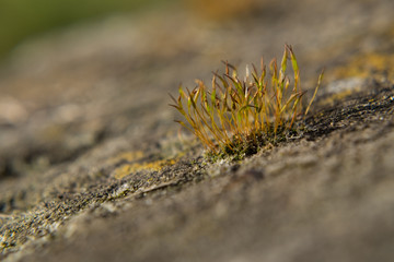 Tiny Grass Growing on a Rock, Closeup