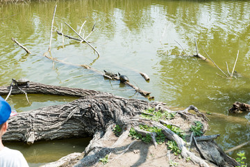 Turtles stretched out in the sun