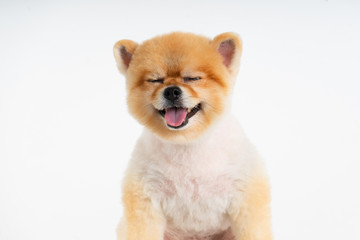 Isolated closeup portrait Pomeranian dog smiling with funny face on the white background. Studio shot of small brown puppy