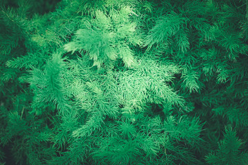 Nature leaf Pattern Green Background