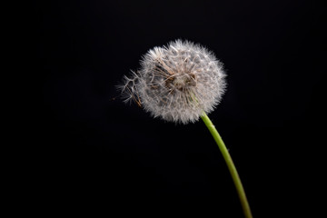 dandelion on black background