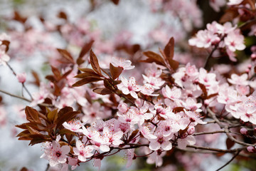 Blooming Tree in Spring. Blooming Buds and Flowers on a Tree Branch.