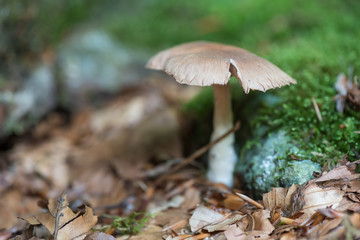Mushroom in the woods
