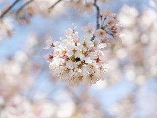 Cherry Blossom Close Up, Japan