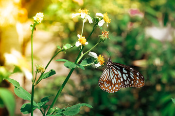 Butterfly spring garden Background