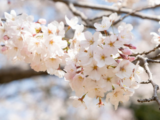 Cherry Blossom Close Up, Japan