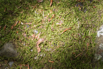 Moss in the wood texture