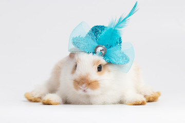 Little rabbit laying with blue hat shuttlecock on isolated white background at studio. It's small mammals in the family Leporidae of the order Lagomorpha. Animal studio portrait. © krumanop