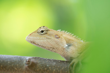 Close up brown thai chameleon on natural green background
