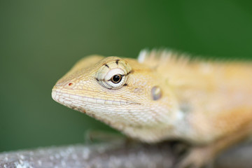 Close up brown thai chameleon on natural green background