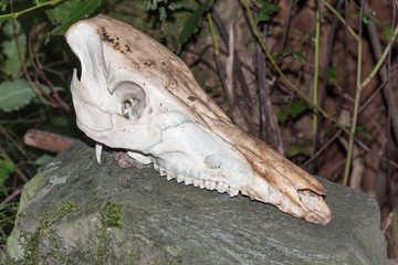 Wild boar skull
