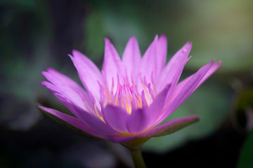 Beautiful pink waterlily flower in pond.