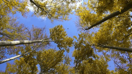 Looking up to autumn trees in the forest