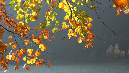 Autumn yellow tree branch, mountain lake in background, nature landscape