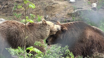 Couple of bears loving each other, caress, kiss, love