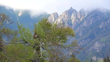 Single old tree and high mountains, beautiful nature landscape