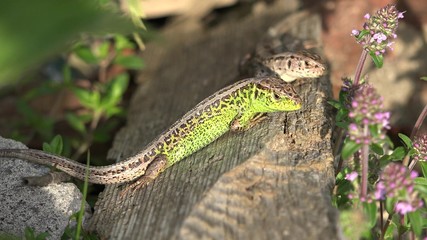 Two male lizards fight for one female