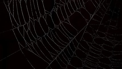 Focus on spider web, night dark background