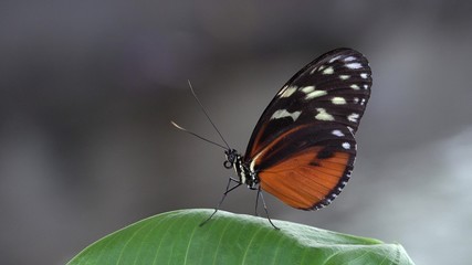 Fototapeta na wymiar Beautiful butterfly rest on green leaf, blur background