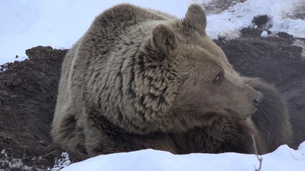 Naklejka premium Brown bear resting on snow lair, cute wild animal prepare to hibernate