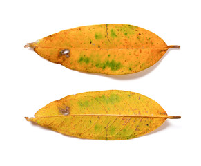 Fototapeta premium front and back of a dry leaf on white background