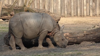 Obraz premium Young rhino at zoo
