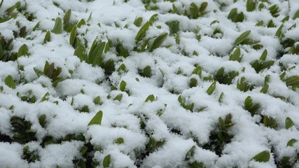 Green plant covered with white snow, snowing whether, late winter meet early spring, natural disaster
