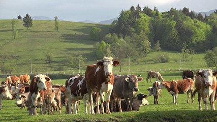 Beautiful rural landscape, herd of crowd pasture in spring nature, healthy natural food, ecological