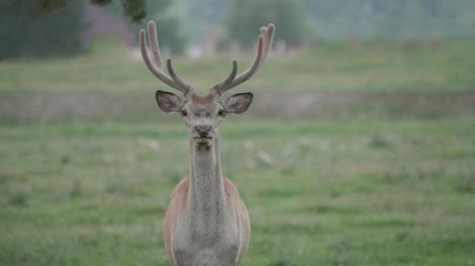 Portrait of alert young beautiful red deer stag (Cervus elaphus) with big horns looking closely to camera, with ears up, sweet eyes, lovely animal in the wild
