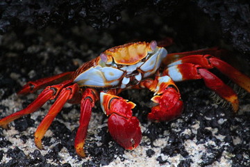 Galapagos Rote Klippenkrabbe