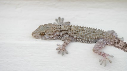 Moorish Gecko (Tarentola mauritanica) lizard stays still on white wall