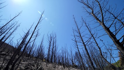 Trees burnt in natural disater, destroyed forest after fire