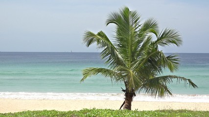 Idyllic tropical exotic island with coconut palm tree, turquoise sea, white sandy beach