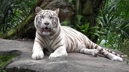 White tiger (Panthera tigris) resting in the jungle