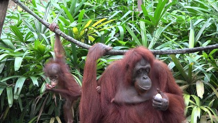 Mother and baby orangutan hang from liana and eat in jungle