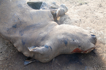 rhino poaching national parks of namibia between desert and savannah