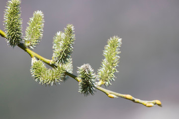 Branch of pussy willow flowers during spring