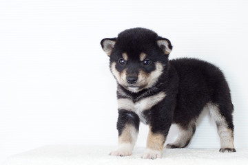 動き出した黒柴犬