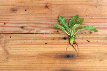 Obraz na płótnie Canvas green succulent with roots on wooden background
