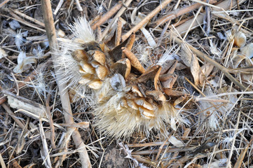  Wild Artichoke thistle or Wild Cynara Cardunculus or Cardoon