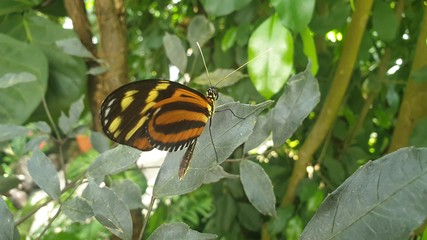 Ventral view of butterfly Heliconius hecale, the tiger longwing, Hecale longwing, golden longwing...