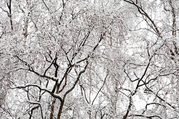 tree black bare branches covered with white snow winter pattern