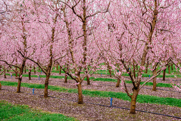 Obraz premium Cherry blossom trees near the town of Akaroa in the South Island of New Zealand.