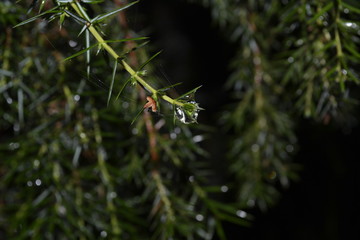 Fototapeta na wymiar pine branch with cones