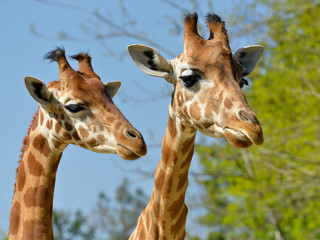 Naklejka premium Closeup of two giraffes (Giraffa camelopardalis)