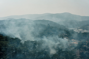 Wildfire, smoke filled sky above forest. Concept: warming, climate change