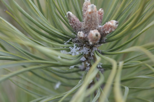 closeup of snowflake on pine
